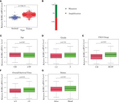 High expression of RARG accelerates ovarian cancer progression by regulating cell proliferation